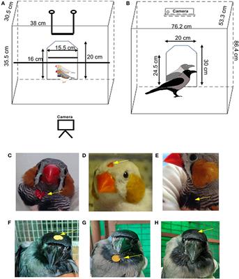 Investigating Behavioral Responses to Mirrors and the Mark Test in Adult Male Zebra Finches and House Crows